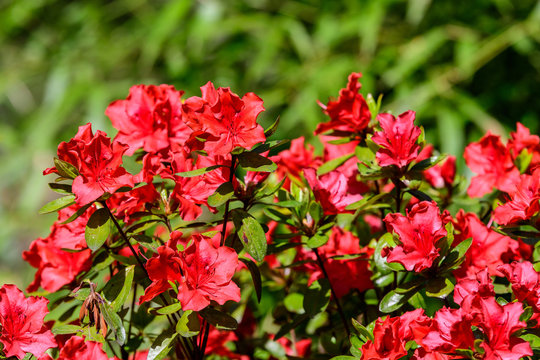Bush of delicate red flowers of azalea or Rhododendron plant in a sunny spring Japanese garden, beautiful outdoor floral background photographed with soft focus