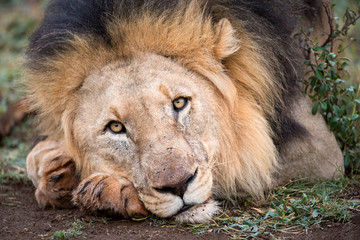 A beautiful portrait of a male lion lying on the ground, looking straight at the camera, taken in the Madikwe Game Reserve, South Africa.