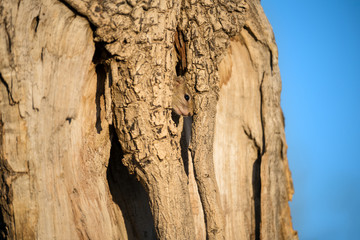 A cute close up portrait of a tree squirrel peeping out of a hole in a large old tree, taken just after sunrise in the Madikwe game Reserve, South Africa.