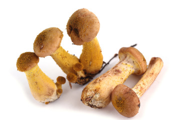 Little honey fungus mushrooms isolated on white