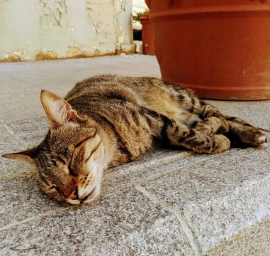 Maltese cat sleeping in the noon sun