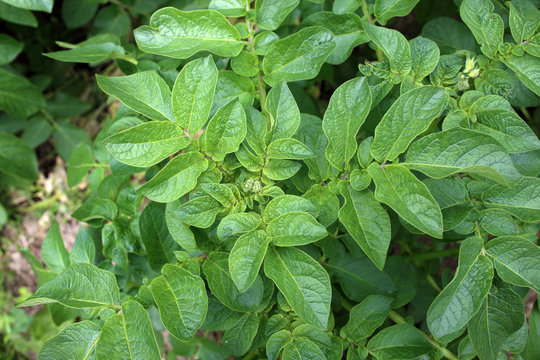 Growing poteto on field. Argicultural background