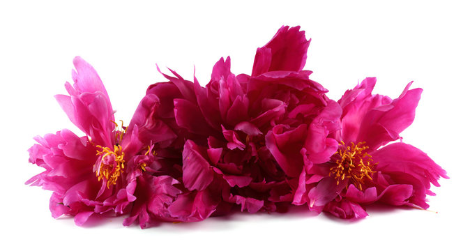 Old pink peony flowers isolated on white
