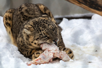 Léopard des neiges, zoo de Granby, Québec Canada