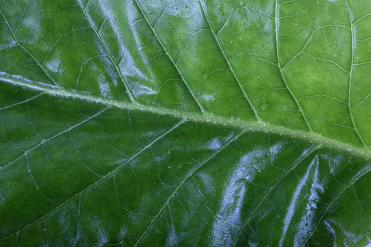 Tobacco leaf background