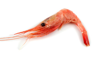 Shrimp isolated on white