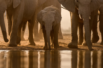 Een prachtige gouden foto van een familiekudde olifanten die drinkt bij zonsondergang bij een water in het Madikwe Game Reserve, Zuid-Afrika.