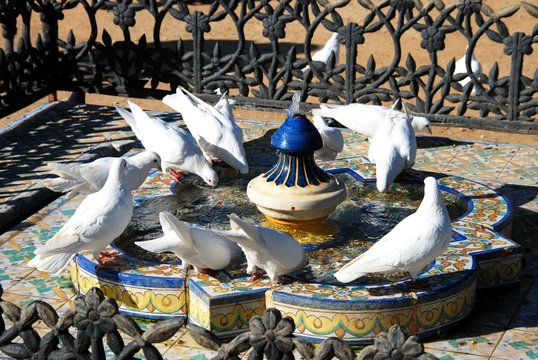 White doves drinking from a fountain in the Maria Luisa Park, seville, Spain.