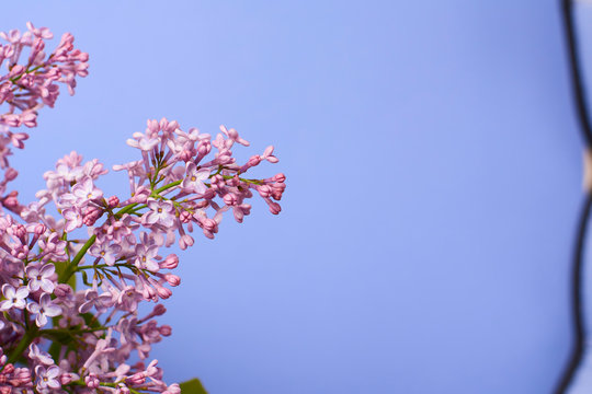 Beautiful Branches of Purple Lilac. Violet flowers on blue background. Selective focus