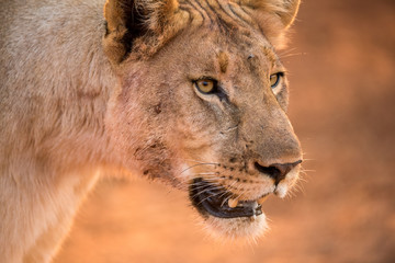 A beautiful close up portrait of a lioness walking at sunrise, taken in the Madikwe Game Reserve, South Africa.