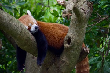 木の上で寝るレッサーパンダ