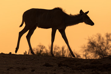 Fototapeta na wymiar A photograph of a silhouetted female kudu walking against an orange sky at sunset, in the Madikwe Game Reserve, South Africa.