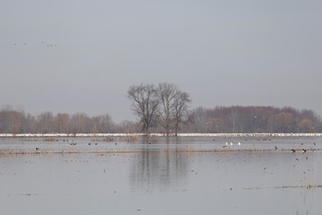 oie blanches, migration au printemps, Baie-du-Febvre Québec Canada