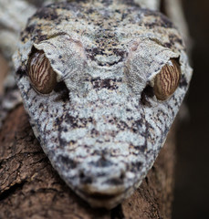close up of leaf-tail gecko (Uroplatus sikorae) head close up macro in Madagascar