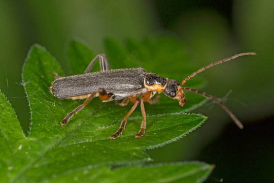 Cantharis nigricans is a species of soldier beetles native to Europe.