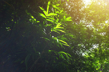 Green leave branchs in Back light and Beautiful sunlight natural in the jungle and forest