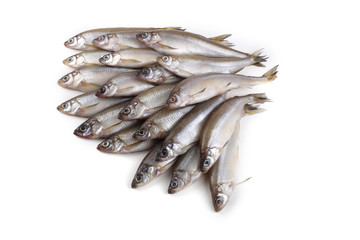 Smelt fish isolated on white. Pacific smelt variety