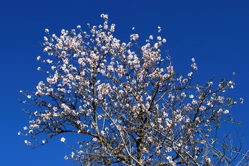 Almond blossom against a blue sky, Spain.