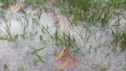 The seeds of the poplar tree lying on the green. Seeds causes allergies in humans