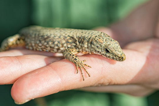 A lizard in a child's hand