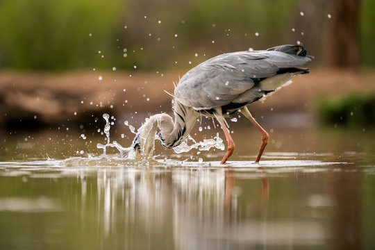 A Close Up Portrait Of A Grey Heron Fishing In A Waterhole, With Its Head Breaking The Water Surface With, Taken In The Madikwe Game Reserve, South Africa.