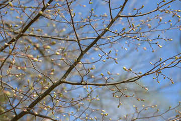 Young tree leaf and bud. New spring foliage appearing on branches. Tree or bush releasing buds. Seasonal forest background.