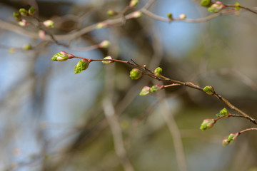 Young tree leaf and bud. New spring foliage appearing on branches. Tree or bush releasing buds. Seasonal forest background.