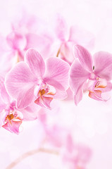 Beautiful floral background. Pink orchids Phalaenopsis close-up. Vertical format.