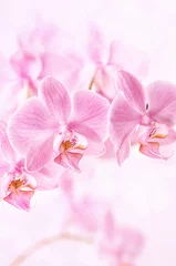 Poster Mooie bloemenachtergrond. Roze orchideeën Phalaenopsis close-up. Verticaal formaat. © Elena