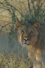 Fototapeta na wymiar Lioness in Grass in Namibia Africa