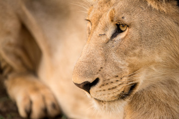 Fototapeta premium A detailed close up portrait of a young male lion looking away from the camera at the Madikwe Game Reserve, South Africa.