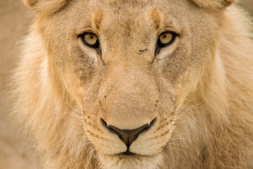 A detailed close up portrait of a young male lion looking directly into the camera at the Madikwe Game Reserve, South Africa.