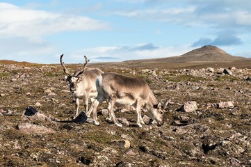 Zwei  grasende Rentiere in der Tundra Spitzbergens
