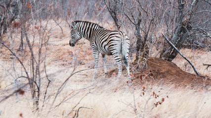 zebra in africa