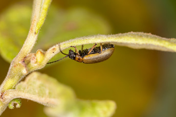 Lochmaea caprea is a species of leaf beetle native to Europe.