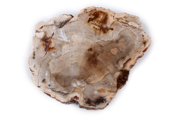 Ancient wood fossil