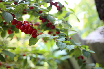 Nanking cherry bush
