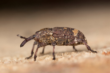 Beetle Pissodes castaneus in nature. 