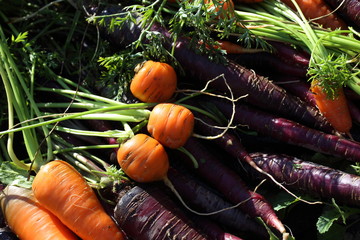 Carrots and unusual violet carrots harvest