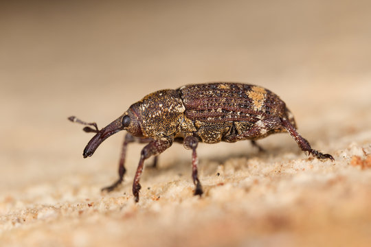 Beetle Pissodes castaneus in nature. 