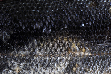 Rudd fish scales background