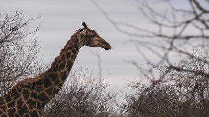 Obraz premium giraffe in south africa national park