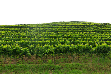 Fototapeta na wymiar A green vineyard