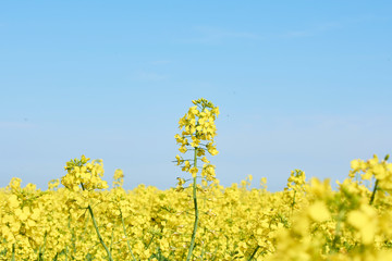 Colorful field of blooming raps. Rapeseed field with with blue sky. Yellow flowering rape plant. Source of nectar for honey. Raw material for animal feed, rapeseed oil and bio fuel