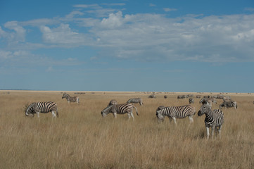 Fototapeta na wymiar Herd of Zebras on African Safari in Namibia 