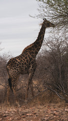 giraffe in national park south africa