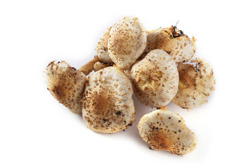 Pholiota squarrosa (shaggy scalycap, shaggy Pholiota, scaly Pholiota)