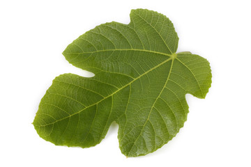 Obraz premium Fig leaf isolated on white