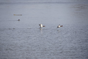 Ente im Tiefflug