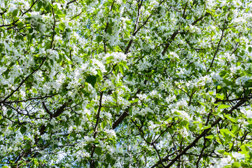 Fototapeta na wymiar Blossoming apple tree (Malus prunifolia, Chinese apple, Chinese crabapple) spread the fragrant aroma. The apple tree in the full bloom on the sunlight. Flowers apple tree close-up.